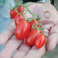 Dolce-Vita-ICT-12-515-Tomato-Seeds60a8f8c4e8b95110710