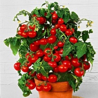 photo_2021-01-28_08-27-0660a8f9f49d38b9410100