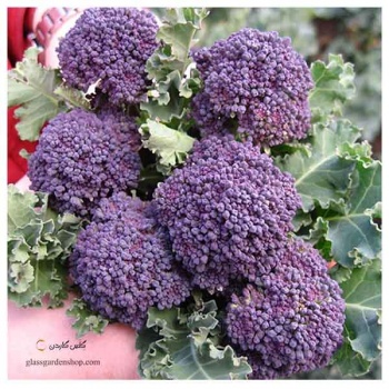 -کلم-بروکلی-بنفش-کبود-Purple-Broccoli-960a918904831445170